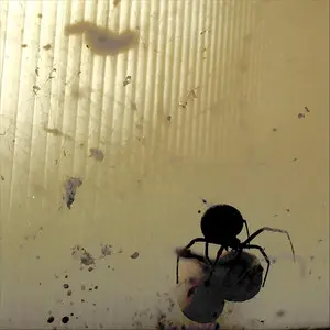 Mean Black Spider