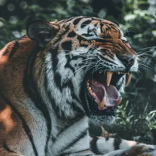 SELVA NEGRA