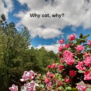 Why Cat Why?